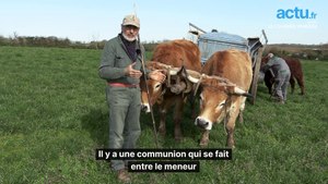 Michel chante à l'oreille des bœufs