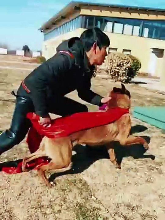 Amazing Skilled Dog