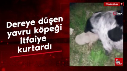 Zonguldak'ta dereye düşen yavru köpeği itfaiye kurtardı