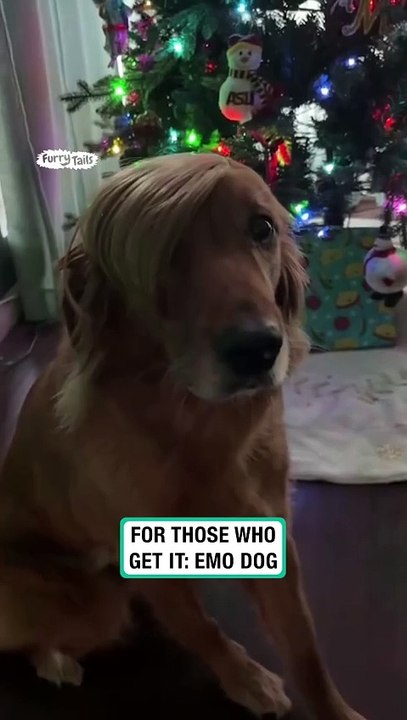 Emo dog celebrates christmas