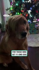 Emo dog celebrates Christmas