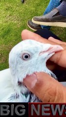Subscribe Our YouTube Channel For Complete Videos https://www.youtube.com/@PakistanPigeonAssociation