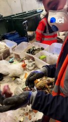 Chat mort, verre, restes alimentaires : en Dordogne, ce que le SMD3 veut voir disparaître de nos poubelles
