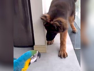 Tierische Freundschaft: Papagei und Hund rühren das Internet
