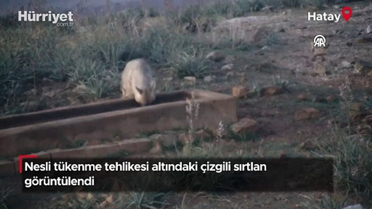 Nesli tükenme tehlikesi altındaki çizgili sırtlan görüntülendi!