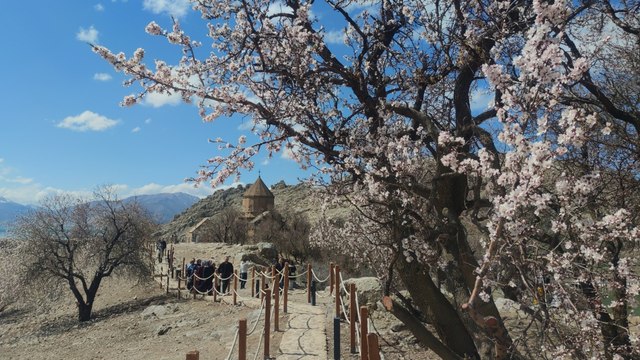 Akdamar Adası çiçek açtı: Tarih ve doğa tek karede buluştu!