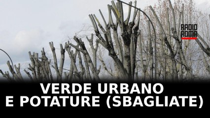 Quando le potature sono sbagliate e dannose: il caso di Civitavecchia fa il giro dei social (e non solo)