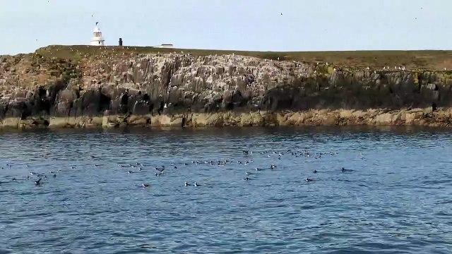 Delightful scenes as adorable puffins return to Northumberland's Farne Islands