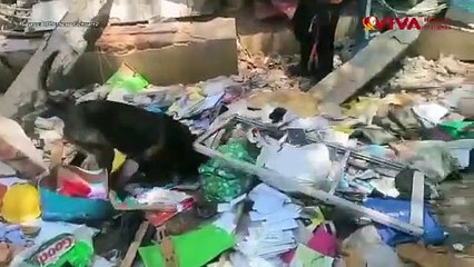 Aksi Anjing Pelacak Polri Cari dan Temukan Korban Gempa