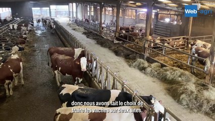Au Gaec Talon, les vaches en lactation sont réparties sur deux sites distincts