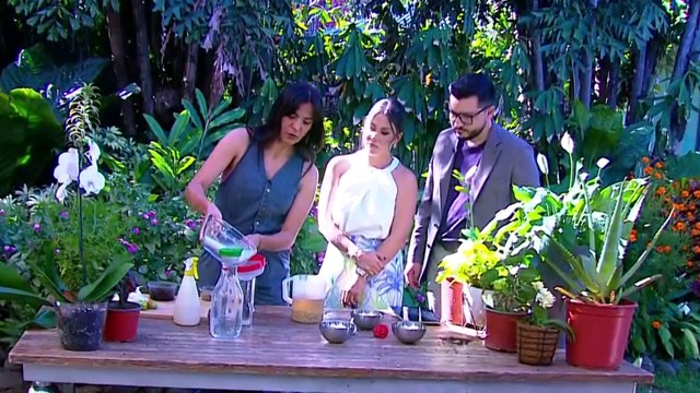 bd-cuando-nuestras-plantas-requieren-cuidados-030524