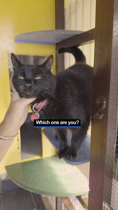 Copperfield Cattery