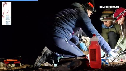 Lupo catturato nel Parco dello Stelvio: in un video i controlli e la liberazione
