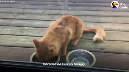 Guy Tries To Befriend A Stray Cat For Over A Year _ The Dodo