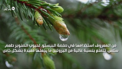 فوائد الصنوبر على رأس قائمة المكسرات الصحية!