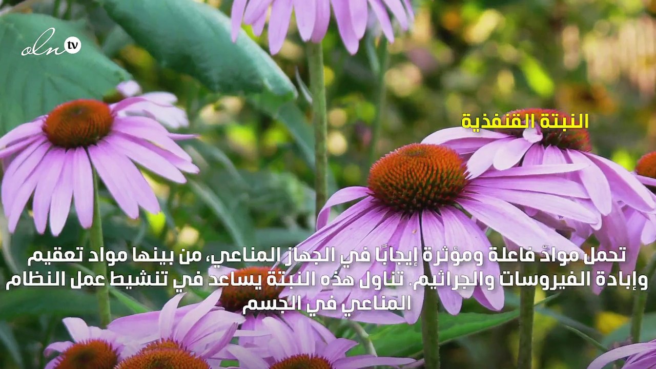 نباتات ثلاث تساعد على تقوية جهاز المناعة
