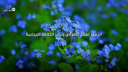 الزهور لعلاج الأمراض ونشر الطاقة الإيجابية