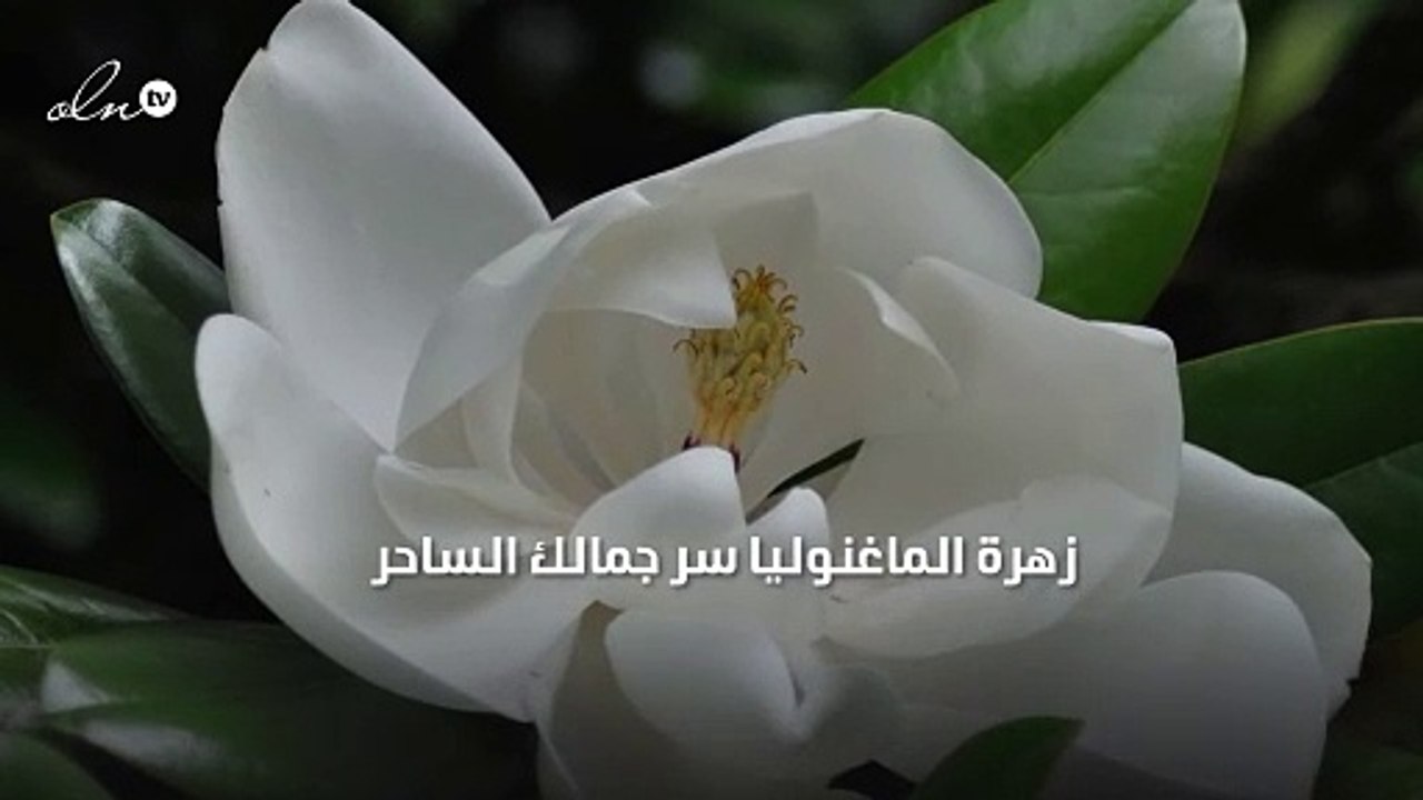 زهرة  الماغنوليا سر جمالك الساحر