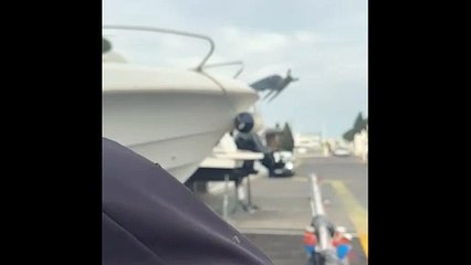 Nuée de moustiques à Port-Camargue