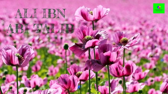 Hazrat Ali R.a | Ali ibn abi talib | Hazrat Ali kon thay