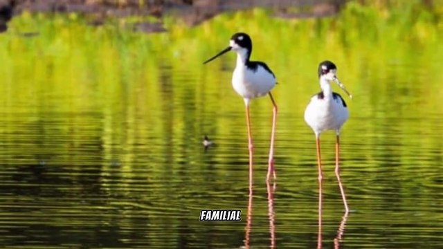 Hawaiian Stilt: Elegance in Endemism, Conservation in Wetland Habitats