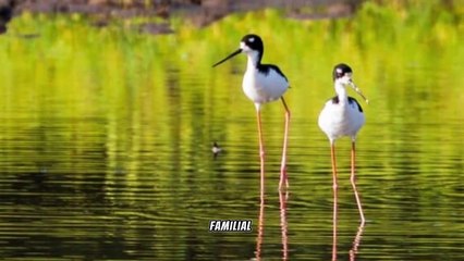 Hawaiian Stilt: Elegance in Endemism, Conservation in Wetland Habitats