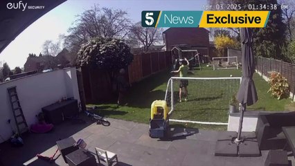 Camera catches terrorising hawk being captured