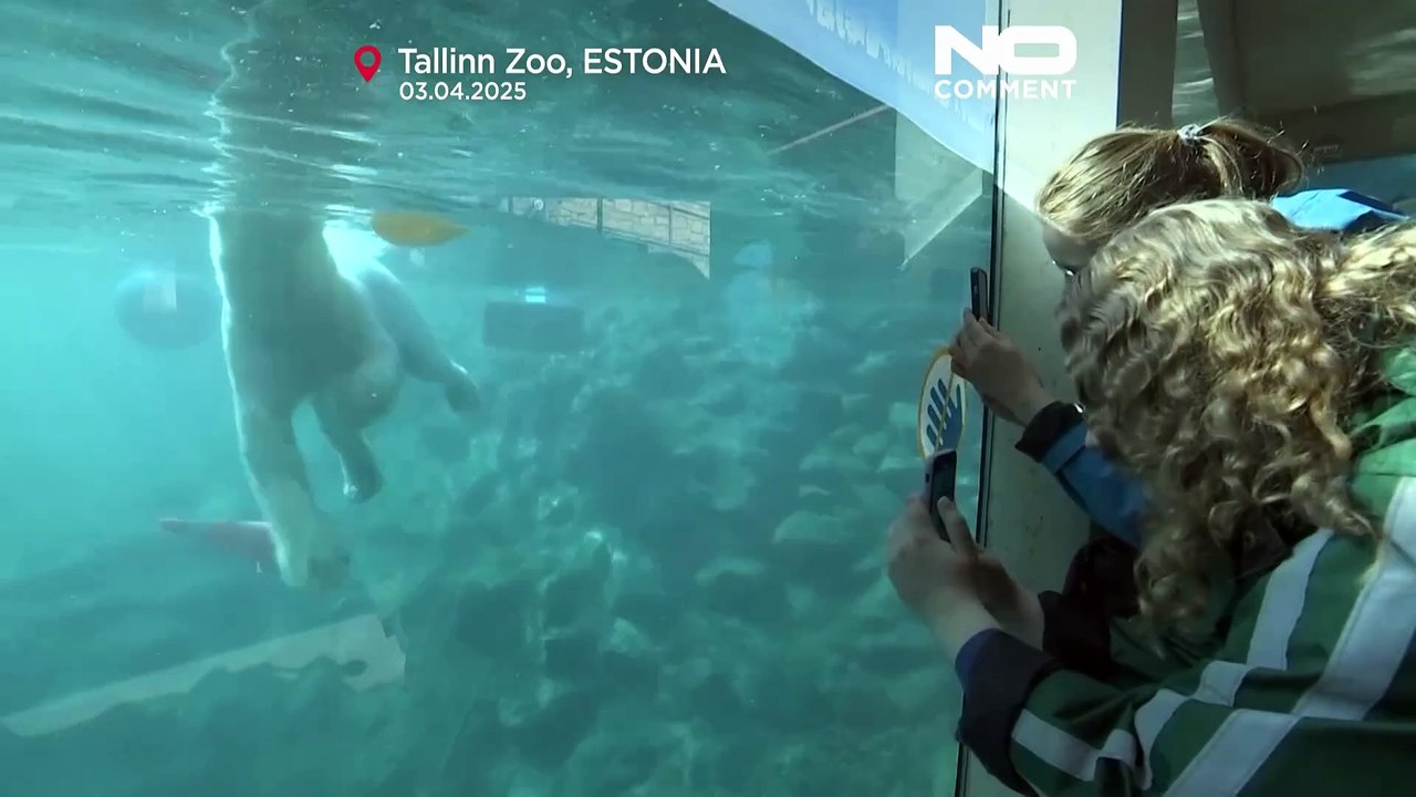 NO COMMENT: Skadi y Kaja, dos osas polares hermanas, se instalan en el zoo de Tallin