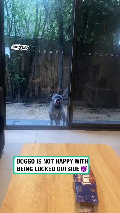 Toothy dog protests being locked outside