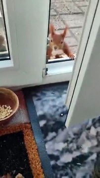 Regardez qui s'incruste dans la maison... adorable