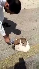 بالفيديو..بسبب الحر الشديد مواطن سعودي يقوم بإنقاذ كلاب بعدما وجدها تئن في الشارع