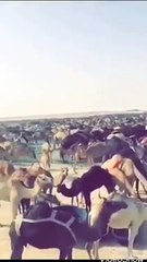 بالفيديو.. لحظة مغادرة أعداد كبيرة من الإبل السعودية إلى قطر
