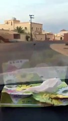 بالفيديو: القبض على ذئب يتجول 5 أيام بشوارع سكاكا