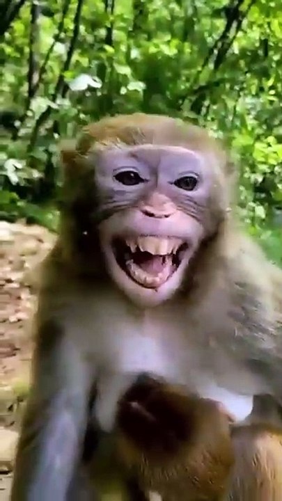 Funny Pets Short Video