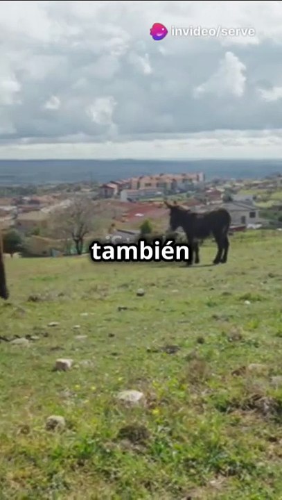 Ultraburro: El Salvador de los Burros