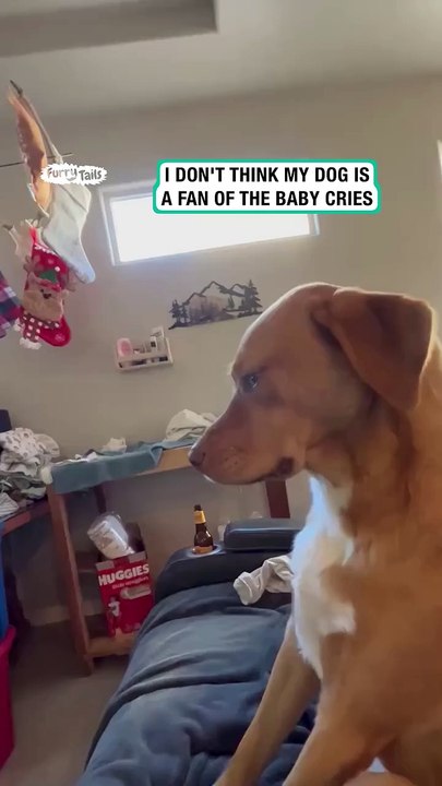 Dog is fed up of the baby crying