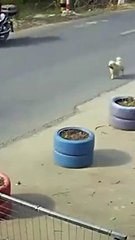 Vira-latas salvam cachorro atropelado e dono os adota