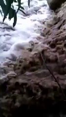 بالفيديو: سعوديان ينقذان سائح ألماني من الغرق في السيول الجارفة