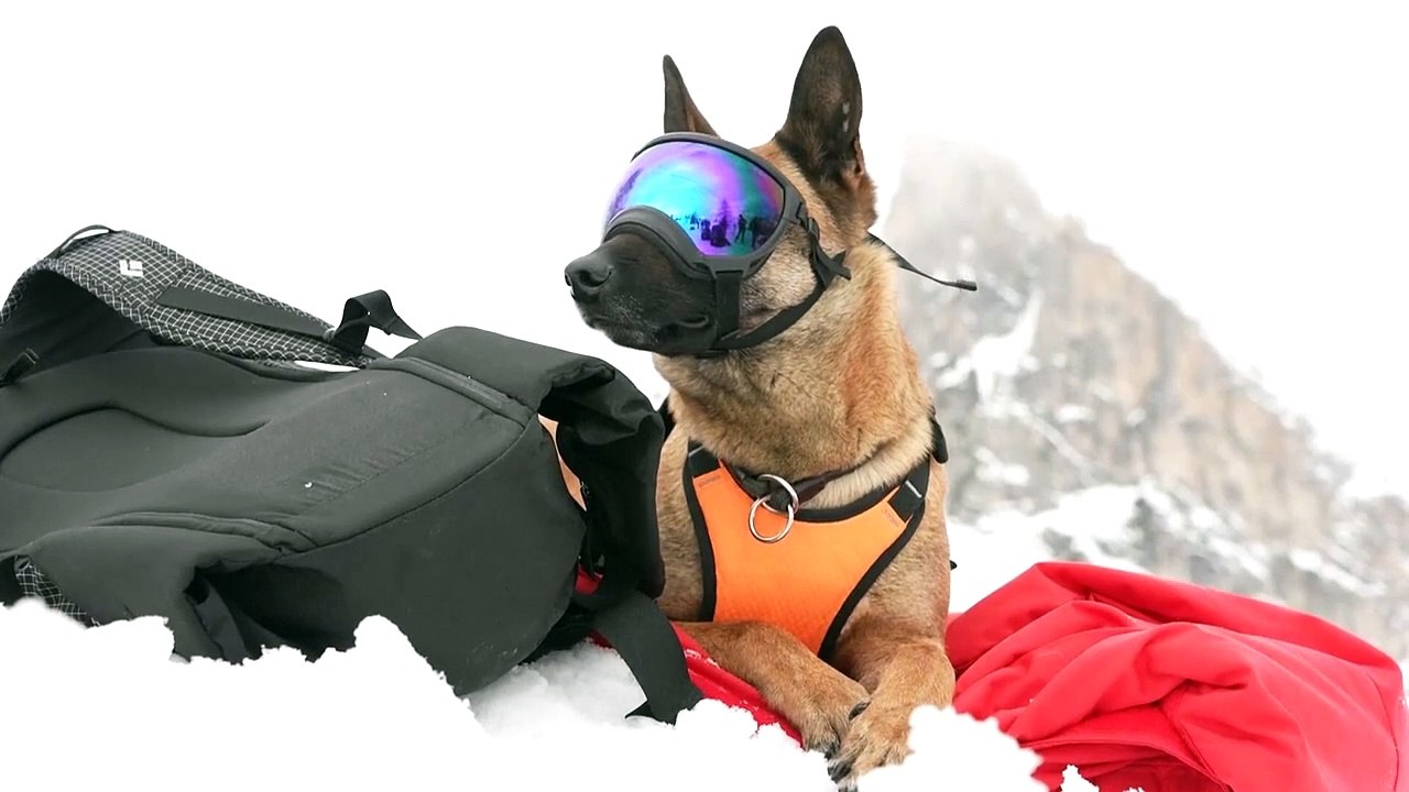 "Misión de rescate secreta: ¡Perros héroes salvando vidas en los Alpes italianos!"
