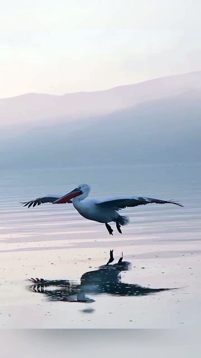 Saleemoffical presentation-amazing landing #trending