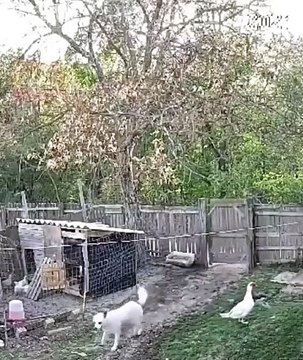 Ce chien sait comment arreter les passants