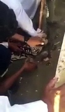 تمساح يتجول في شوارع السعودية!