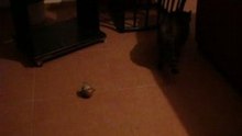 Jeux nocturnes