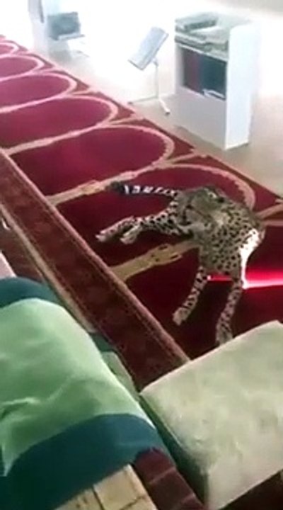 فهد فى مسجد بالسعودية..شاهد ماذا فعل المصلين
