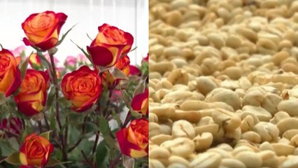 Así se vería afectado el sector floricultor y caficultor tras los aranceles de EE. UU.