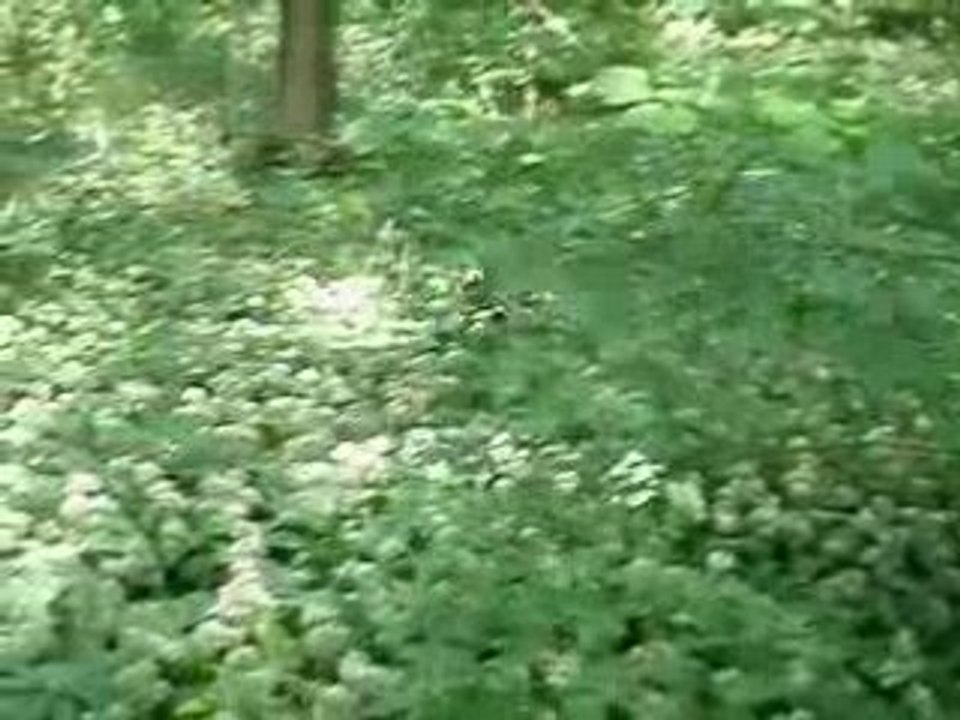 Astuce dans les bois