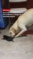 Perrita se reencuentra con su cachorro, luego de las inundaciones en Reynosa