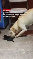 Perrita se reencuentra con su cachorro, luego de las inundaciones en Reynosa