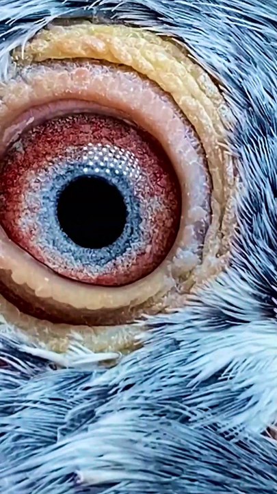 Subscribe Our YouTube Channel For Complete Videos https://www.youtube.com/@PakistanPigeonAssociation