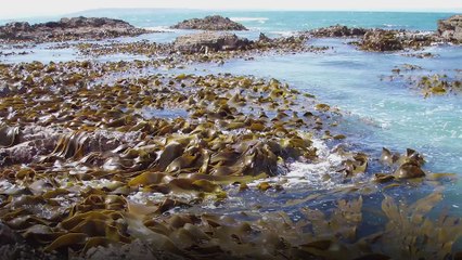 الكومبو... عشبة بحرّية خارقة!